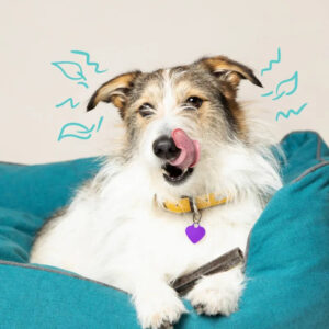 dentalLighterStick.jpg Doggy Dental Apple & Eucalyptus